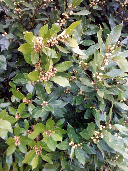 fleurs de laurier-sauce